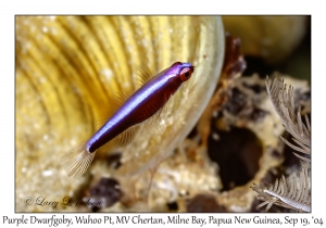 Purple Dwarfgoby