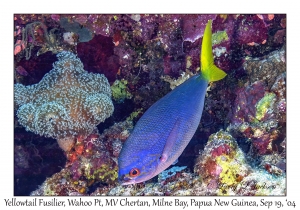 Yellowtail Fusilier