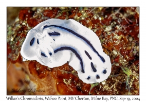 Willan's Chromodoris