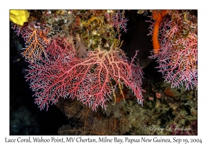 Lace Corals