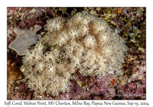 Soft Coral