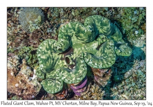Fluted Giant Clam