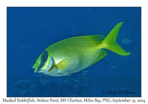 Masked Rabbitfish