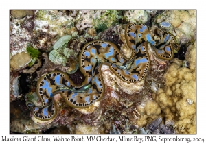 Maxima Giant Clam