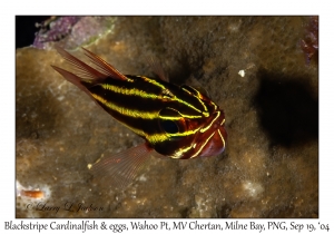 Blackstripe Cardinalfish & eggs