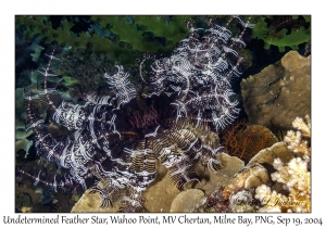 Undetermined Feather Star