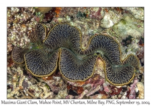 Maxima Giant Clam