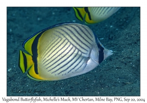 Vagabond Butterflyfish