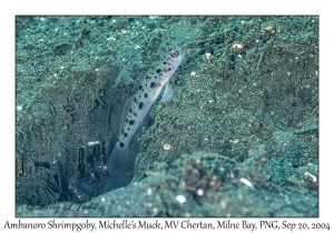 Ambanoro Shrimpgoby