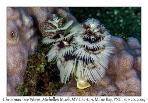 Christmas Tree Worm