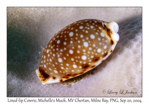 Lined-lip Cowrie