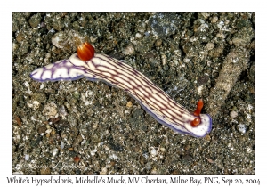 White's Hypselodoris