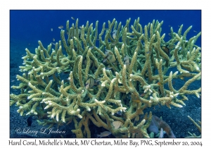 Hard Coral