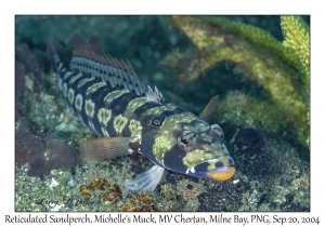 Reticulated Sandperch