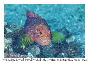 White-edged Lyretail