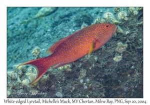 White-edged Lyretail