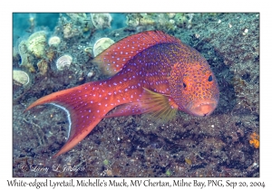 White-edged Lyretail