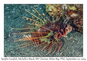 Spotfin Lionfish