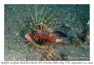 Spotfin Lionfish