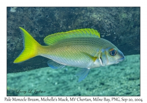 Pale Monocle Bream