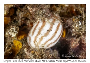 Striped Pupa Shell