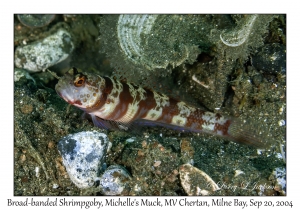 Broad-banded Shrimpgoby
