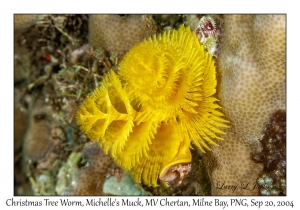 Christmas Tree Worm