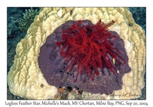 Legless Feather Star