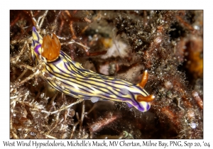 West Wind Hypselodoris