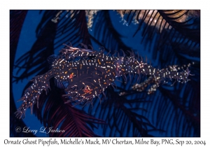 Ornate Ghost Pipefish