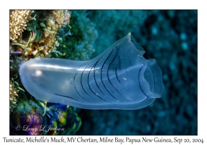 Tunicate