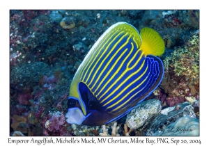 Emperor Angelfish
