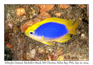 Yellowfin Damsel