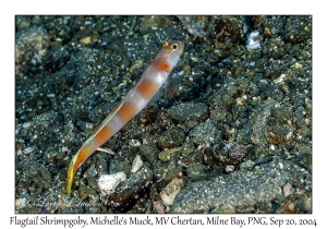 Flagtail Shrimpgoby