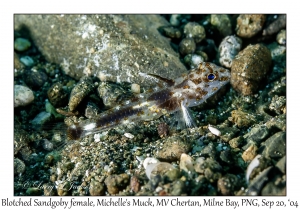 Blotched Sandgoby female