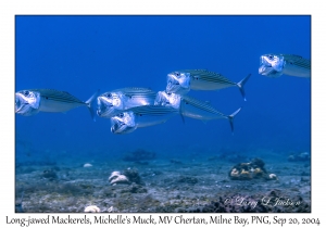 Long-jawed Mackerel