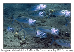 Long-jawed Mackerel