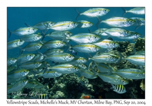 Yellowstripe Scads