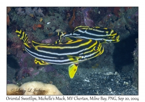 Oriental Sweetlips subadults