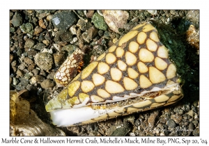 Marble Cone & Halloween Hermit Crab