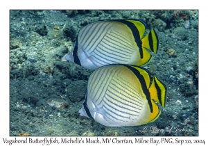 Vagabond Butterflyfish