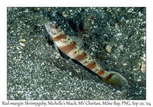 Red-margin Shrimpgoby