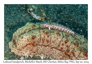 Latticed Sandperch male