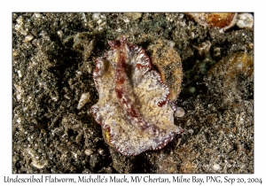 Undescribed Flatworm