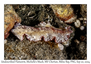 Undescribed Flatworm