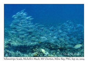 Yellowstripe Scads