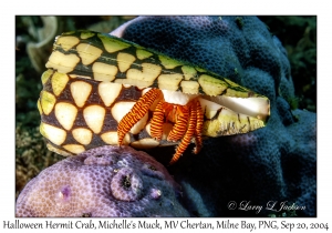 Halloween Hermit Crab