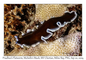 Prudhoe's Flatworm