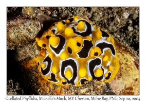 Ocellated Phyllidia