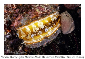 Variable Thorny Oyster